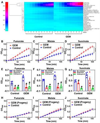 A Transient Metabolic State in Melanoma Persister Cells Mediated by Chemotherapeutic Treatments